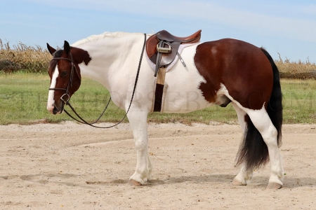 Gypsy X Gelding For Sale (Dressage/Jumping/Trail), Gypsy Vanner Gelding for sale in Missouri