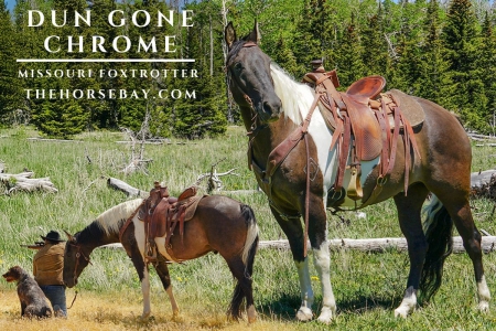 Registered Missouri Fox Trotter Gelding (MFTHBA) For Sale (Trail/Ranch/Pack), Missouri Fox Trotting Horse Gelding for sale in Utah