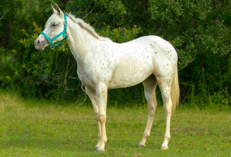 Elsa , Appaloosa Filly for sale in Louisiana