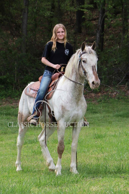 NED, Walkaloosa Gelding for sale in Tennessee