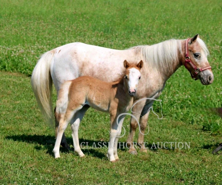 STRAWBERRY , Ponies Mare for sale in Illinois