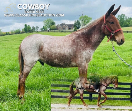 COWBOY, Mule Gelding for sale in Kentucky