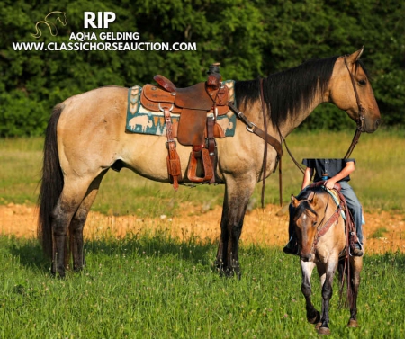 RIP, American Quarter Horse Gelding for sale in Tennessee