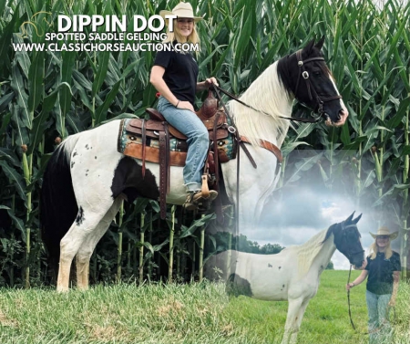DIPPIN DOT, Spotted Saddle Gelding for sale in Kentucky