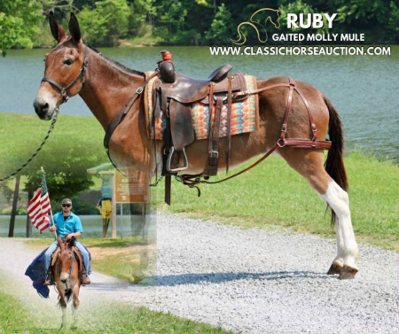 RUBY, Murgese Mule for sale in Kentucky