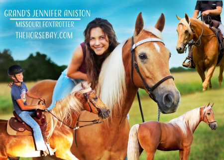 Palomino Missouri Foxtrotter (MFTHBA) Mare For Sale (Gaited/Trail/Show), Missouri Fox Trotting Horse Mare for sale in Kansas