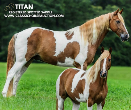 TITAN, Spotted Saddle Gelding for sale in Mississippi