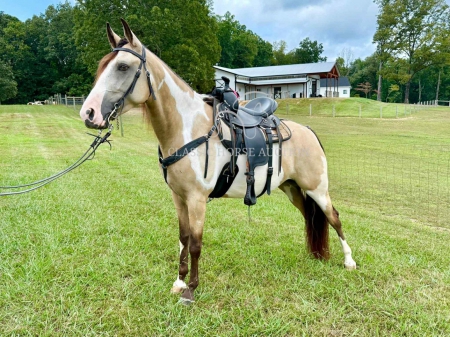 FANCY, Tennessee Walking Horses Gelding for sale in Tennessee