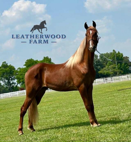 JULIO, Tennessee Walking Horses Gelding for sale in Tennessee