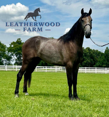 STETSON, Tennessee Walking Horses Gelding for sale in Tennessee