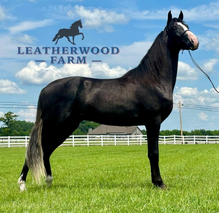 COUNTRY, Tennessee Walking Horses Stallion for sale in Tennessee