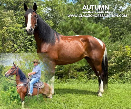 AUTUMN, Spotted Saddle Mare for sale in Kentucky