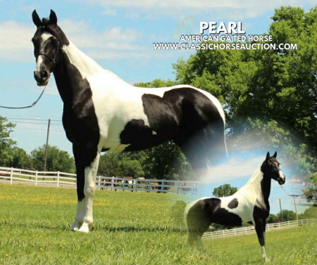 PEARL, Tennessee Walking Horses Mare for sale in Tennessee