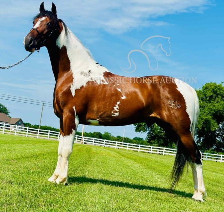 FORRIE J, Tennessee Walking Horses Gelding for sale in Tennessee