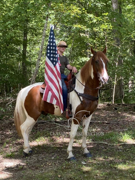 TUCKER, Spotted Saddle Gelding for sale in Kentucky