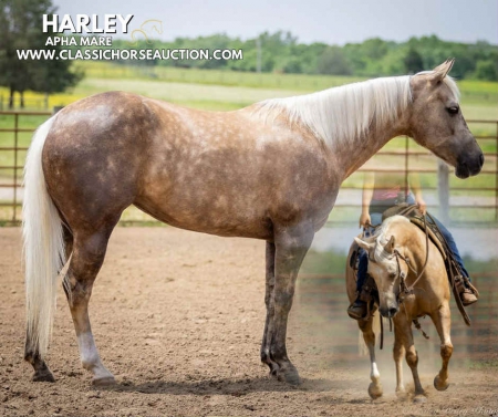 HARLEY, POA Mare for sale in Kentucky