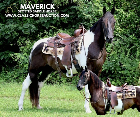 MAVERICK, Spotted Saddle Gelding for sale in Pennsylvania