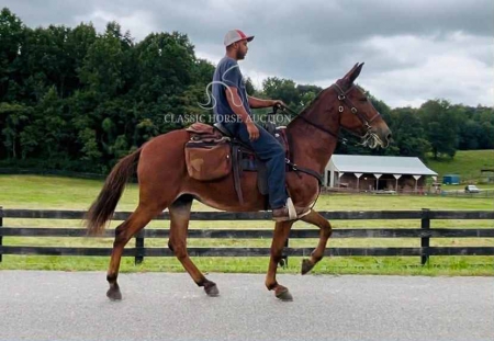GUS, Mule Gelding for sale in Kentucky