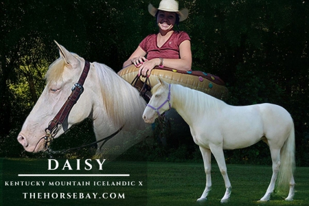Kentucky Mountain/Icelandic X Mare For Sale (Youth/Gaited/Trail), Kentucky Mountain Saddle Horse Mare for sale in Kentucky