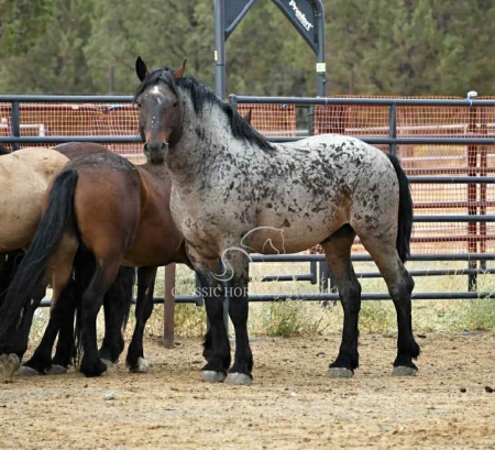 PECOS, Draft Gelding for sale in Missouri