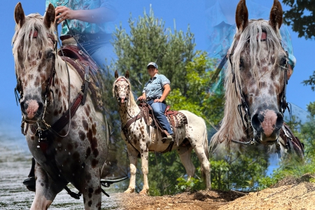 Friesian Appaloosa Paint Gelding For Sale (Youth/Trail/Beginner), Appaloosa Gelding for sale in Michigan