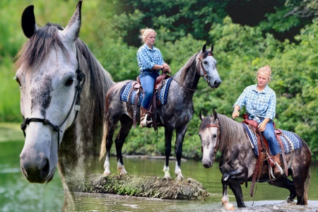 Dappled Gray Saddlebred Gelding For Sale (Trail/Youth/Trained), American Saddlebred Gelding for sale in Michigan