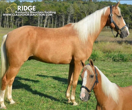 RIDGE, Kentucky Mountain Saddle Horse Gelding for sale in Missouri