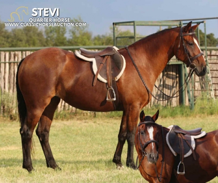 Stevi, American Quarter Horse Gelding for sale in Texas