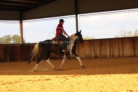PENELOPE, American Paint Horse Association Mare for sale in Texas
