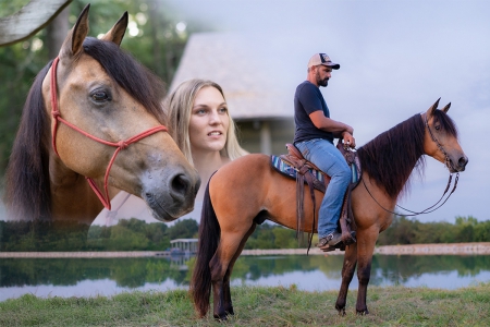 Buckskin Missouri Foxtrotter Gelding, Missouri Fox Trotting Horse Gelding for sale in Missouri