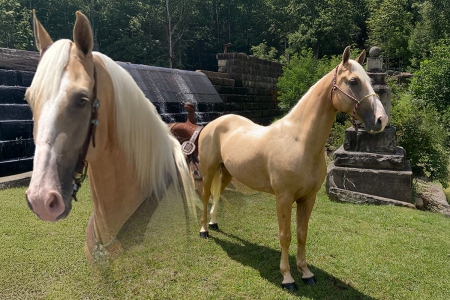 Palomino Kentucky Mountain Gelding, Kentucky Mountain Saddle Horse Gelding for sale in West Virginia