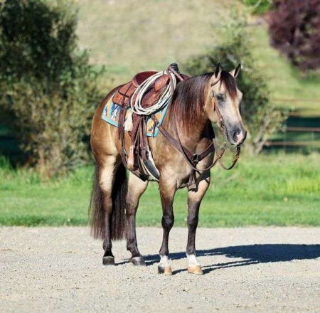 Aiysha, American Quarter Horse Mare for sale in Kentucky