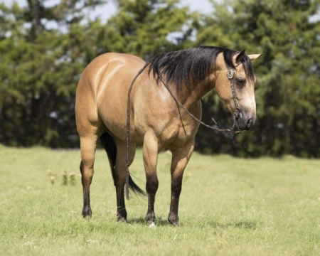 AJAX, American Quarter Horse Gelding for sale in Kentucky