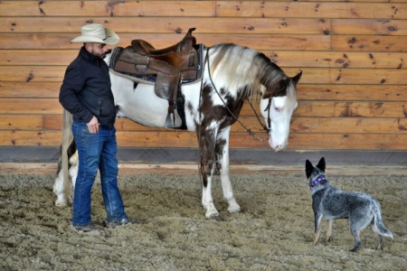 Akira, Tennessee Walking Horses Gelding for sale in Kentucky