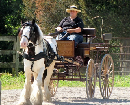 Alex, Gypsy Vanner Gelding for sale in Kentucky
