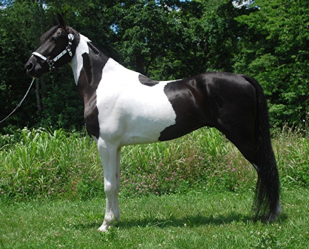 Ali, Spotted Saddle Gelding for sale in Kentucky