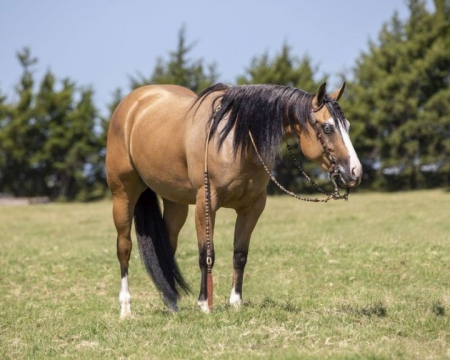 Amber, American Quarter Horse Mare for sale in Kentucky