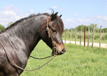 Amigo, Welsh Pony Mare for sale in Kentucky