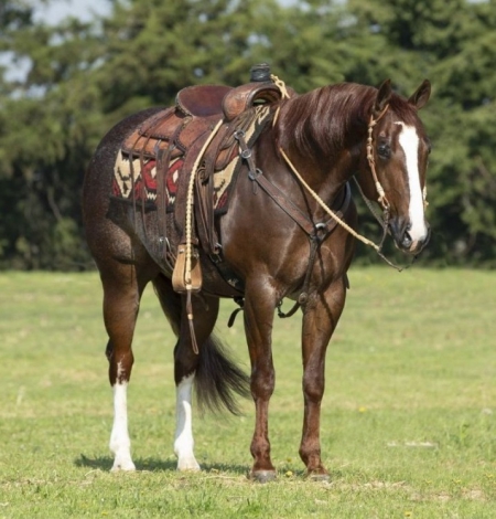 Quarter Horse Sorrel Rabicano Gelding 15 Hands (Arrow), American Quarter Horse Gelding for sale in Kentucky