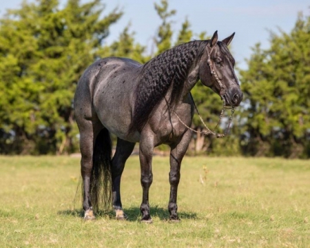 Arnold, Tennessee Walking Horses Gelding for sale in Kentucky