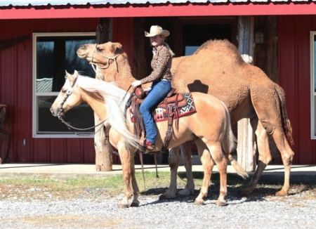 Austin, Palomino Gelding for sale in Kentucky