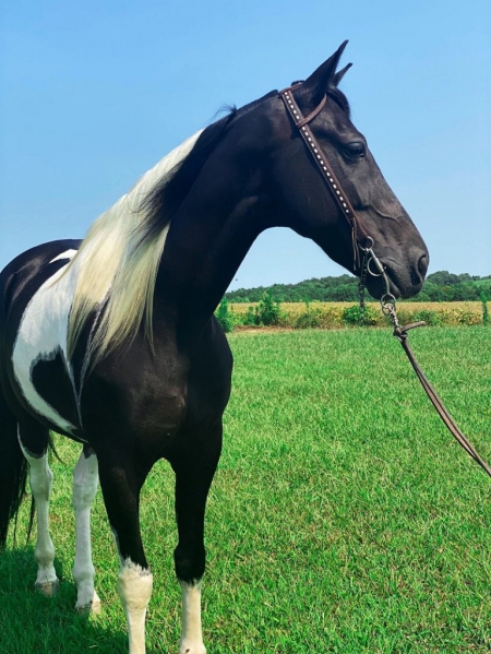 Spotted Saddle Horse Black Tobiano Gelding 15.2 Hands (Bandera), Spotted Saddle Gelding for sale in Kentucky