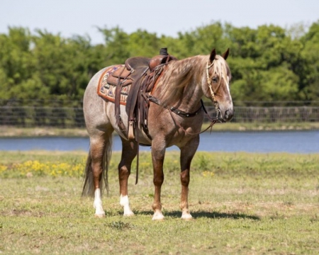 Quarter Horse Red Roan Gelding 15 Hands (Avenger), American Quarter Horse Gelding for sale in Kentucky