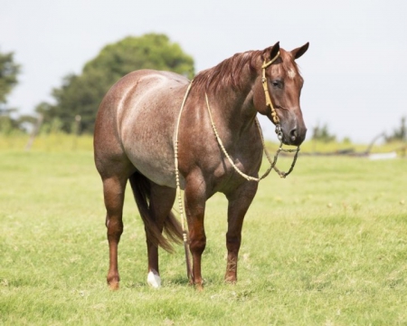 Quarter Horse Red Roan Gelding 14.3 Hands (Bandit), American Quarter Horse Gelding for sale in Kentucky