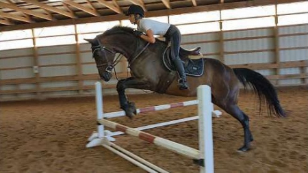 Thoroughbred Bay Gelding 17 Hands (Barbaro), Thoroughbred Gelding for sale in Kentucky
