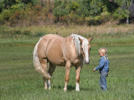 Quarter Horse Palomino Gelding 14.2 Hands (Bashiru), American Quarter Horse Gelding for sale in Kentucky