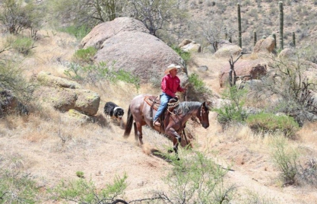 Quarter Horse Bay Roan Gelding 15 Hands (Baylee), American Quarter Horse Gelding for sale in Kentucky