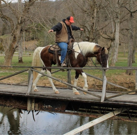 Spotted Saddle Horse Chocolate Tobiano Gelding 15.2 Hands (Beauregard), Spotted Saddle Gelding for sale in Kentucky