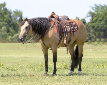 Quarter Horse Buckskin Gelding 15.1 Hands (Bear), American Quarter Horse Gelding for sale in Kentucky