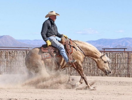 Quarter Horse Palomino Mare 14.3 Hands (Beauty), American Quarter Horse Mare for sale in Kentucky